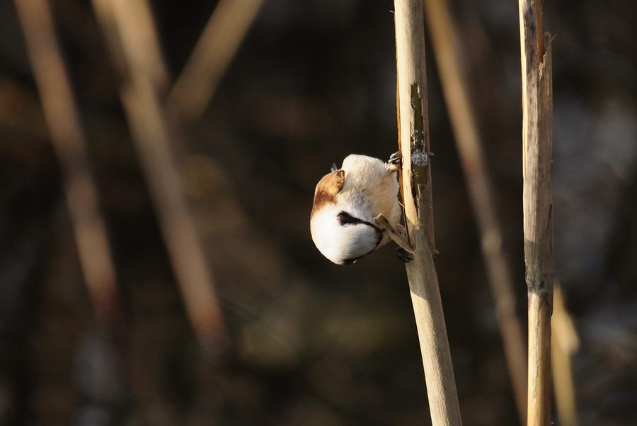 La dieta del panda (foto-racconto)